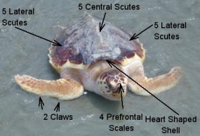 Loggerhead Sea Turtles - Morphology